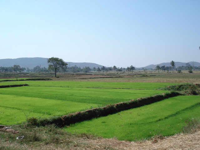 Rice fields of tamilnadu - Tanjore